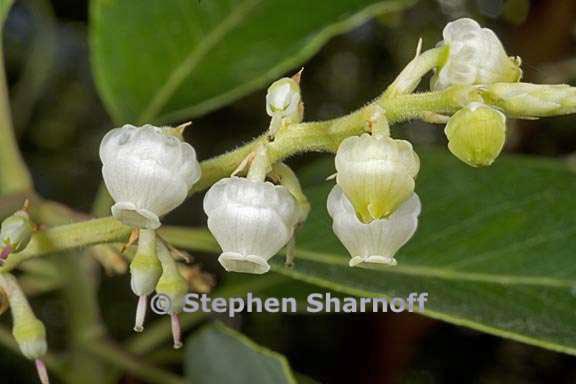 madrone flowers 1 graphic